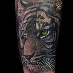 Tattoos - Black and Grey Realism Tiger - 103818